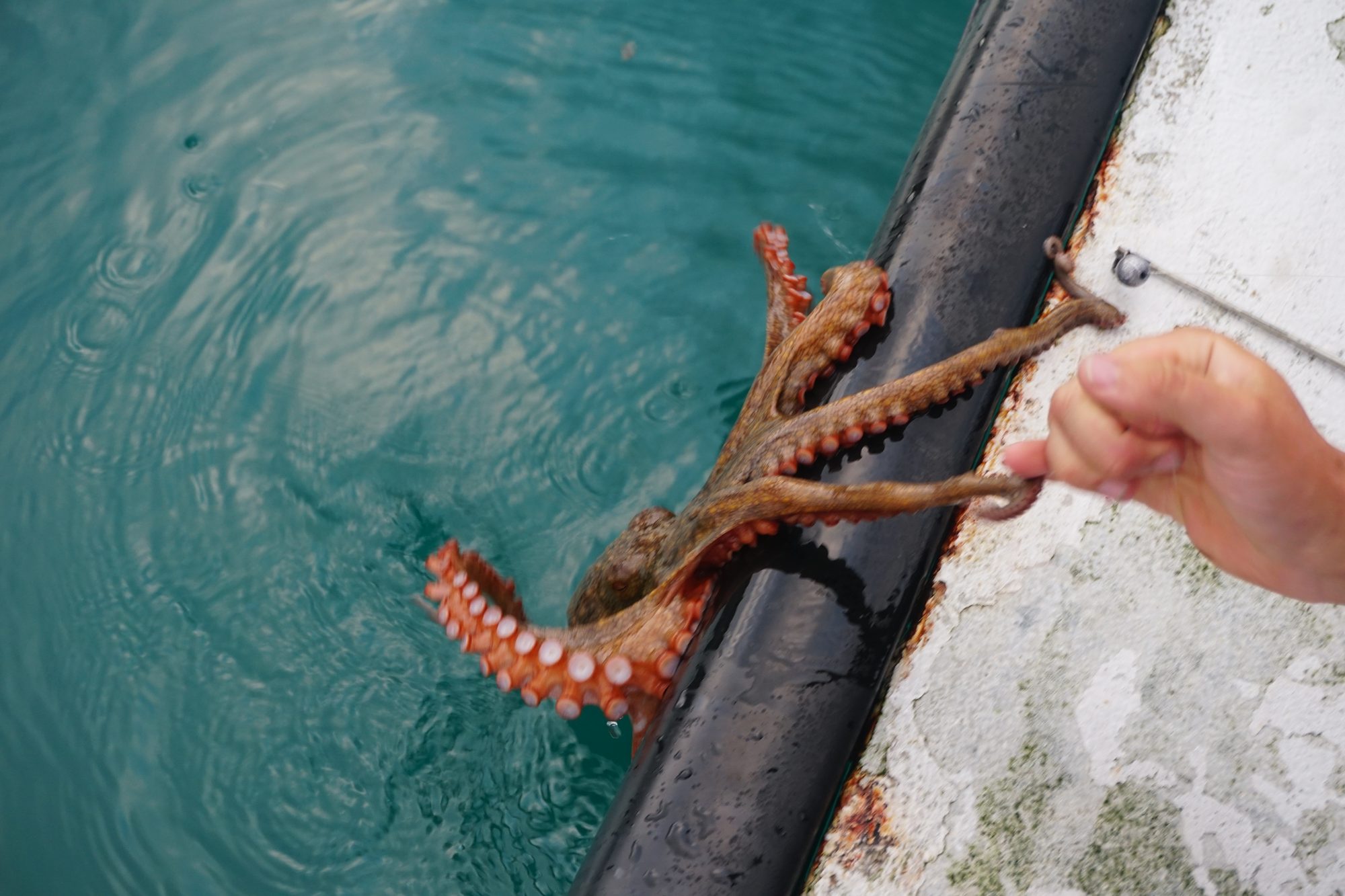 Octopus | Wheke