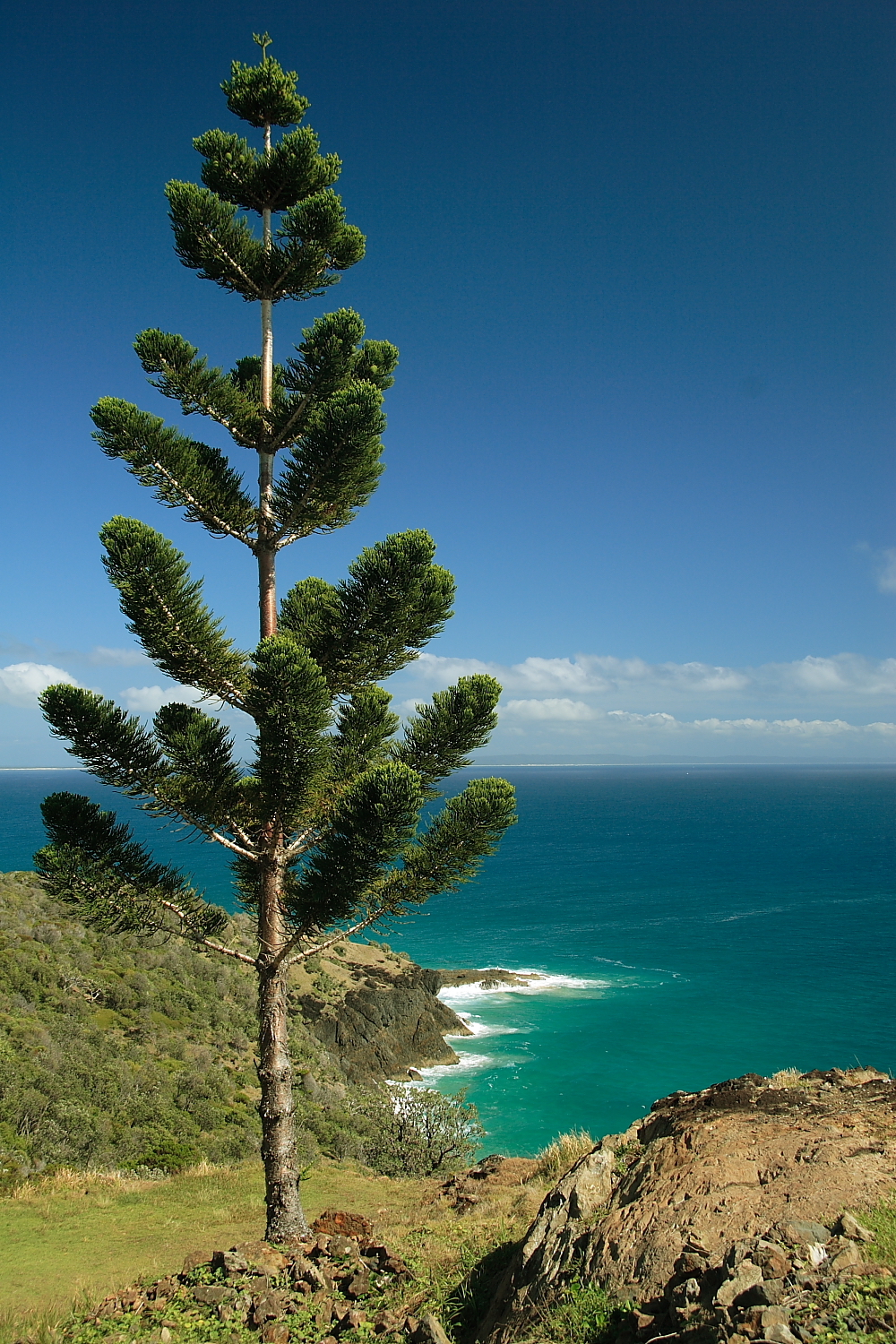 Norfolk Pine