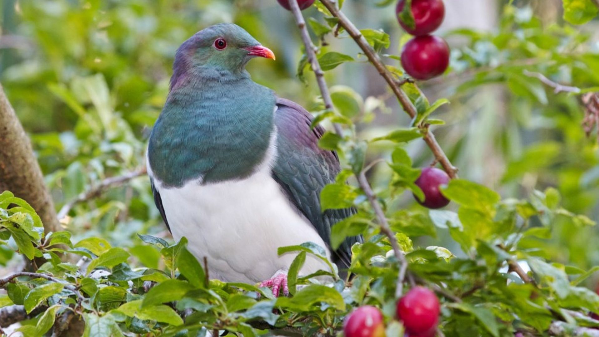Kereru | Kukupa