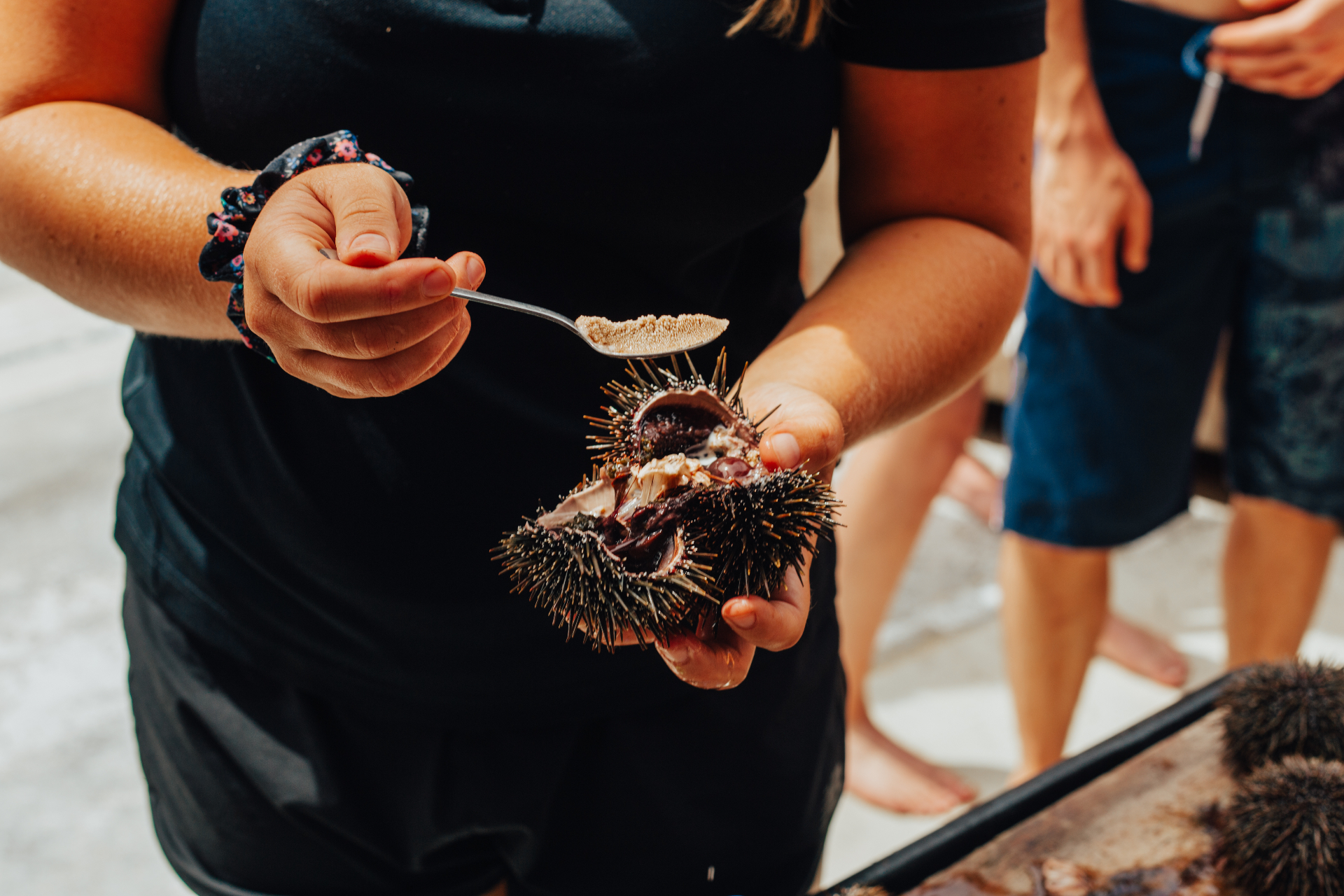Fresh kina (sea urchin) pulled straight from the Bay