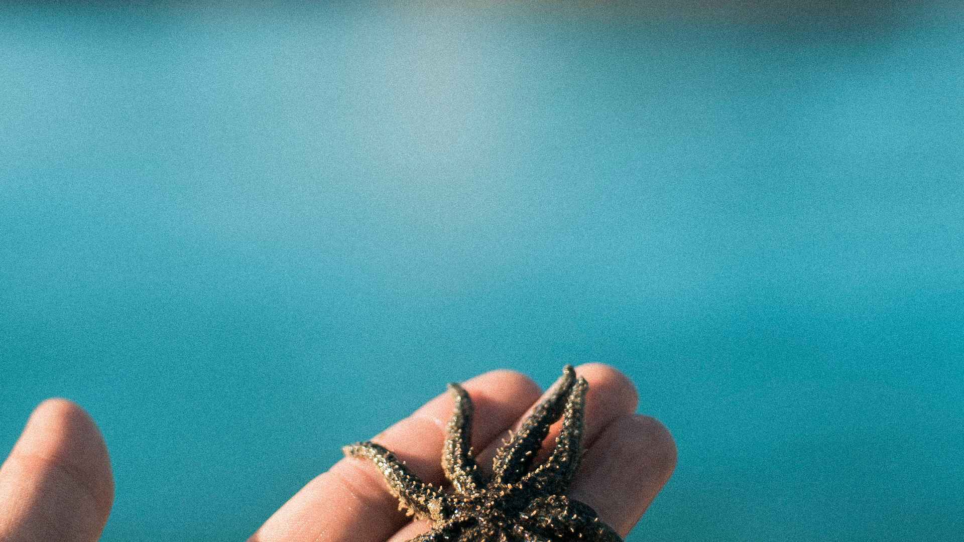 A starfish held above the turquoise water of the Bay of Islands during a day cruise